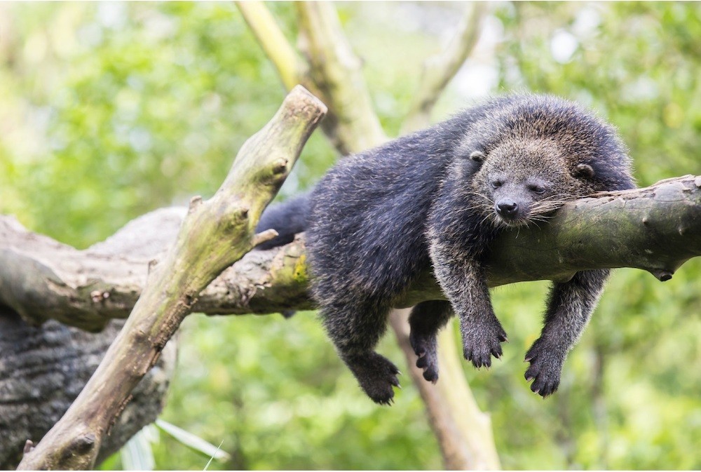 photo of a binturong lounging on a tree