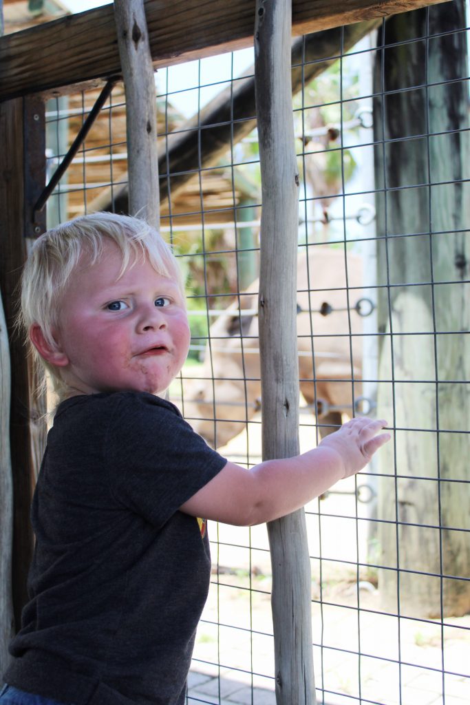 photo of a little kid looking at rhinos at zootampa