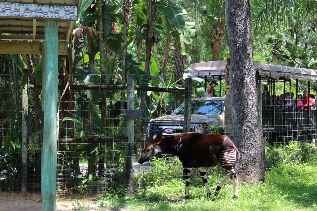 photo of an okapi at zootampa