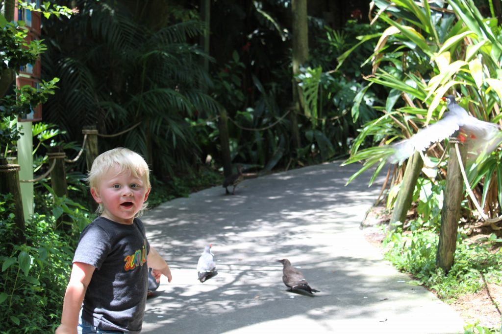 photo of a little kid pointing at birds at zootampa