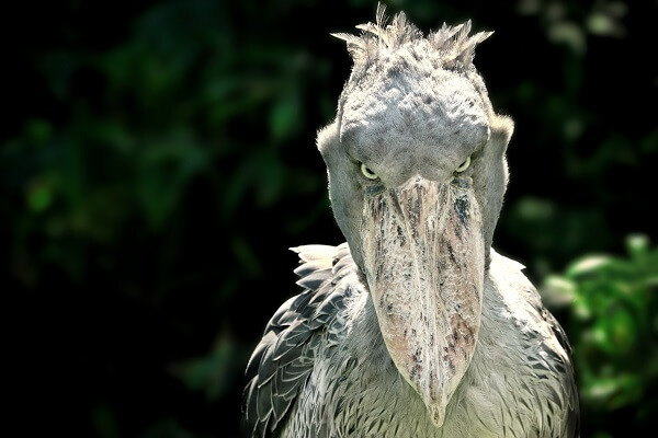 photo of a menacing shoebill stork