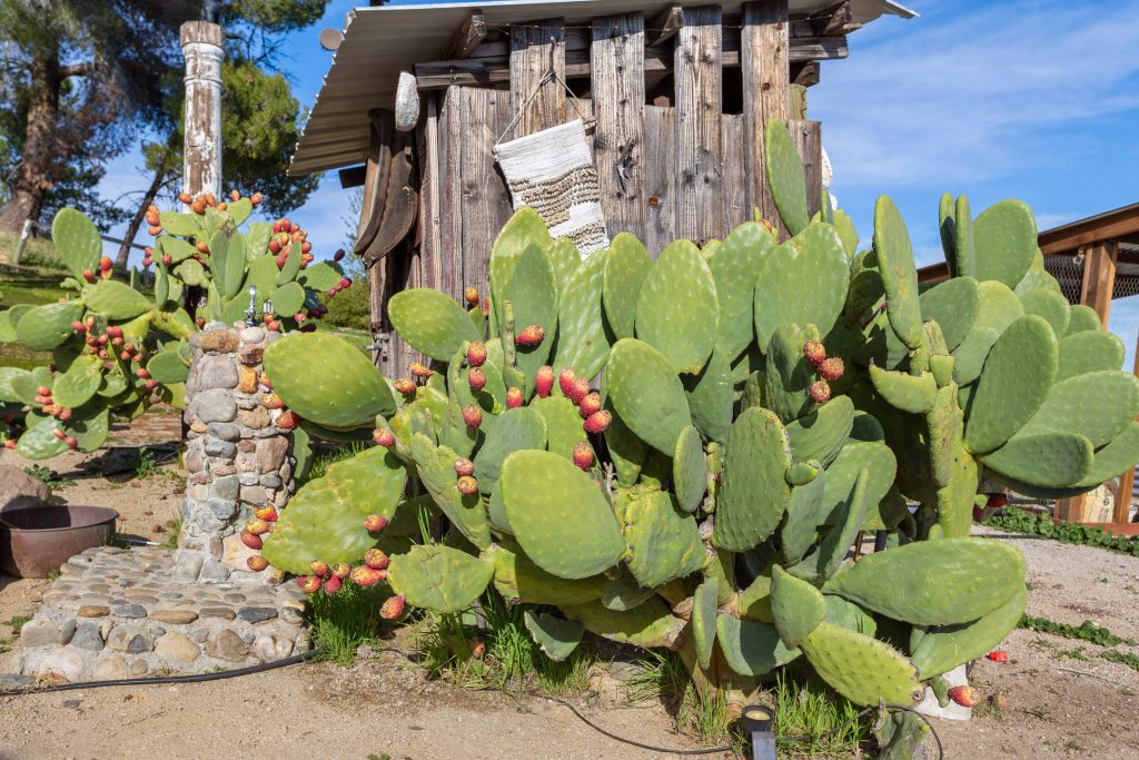 photograph of cactuses paso robles