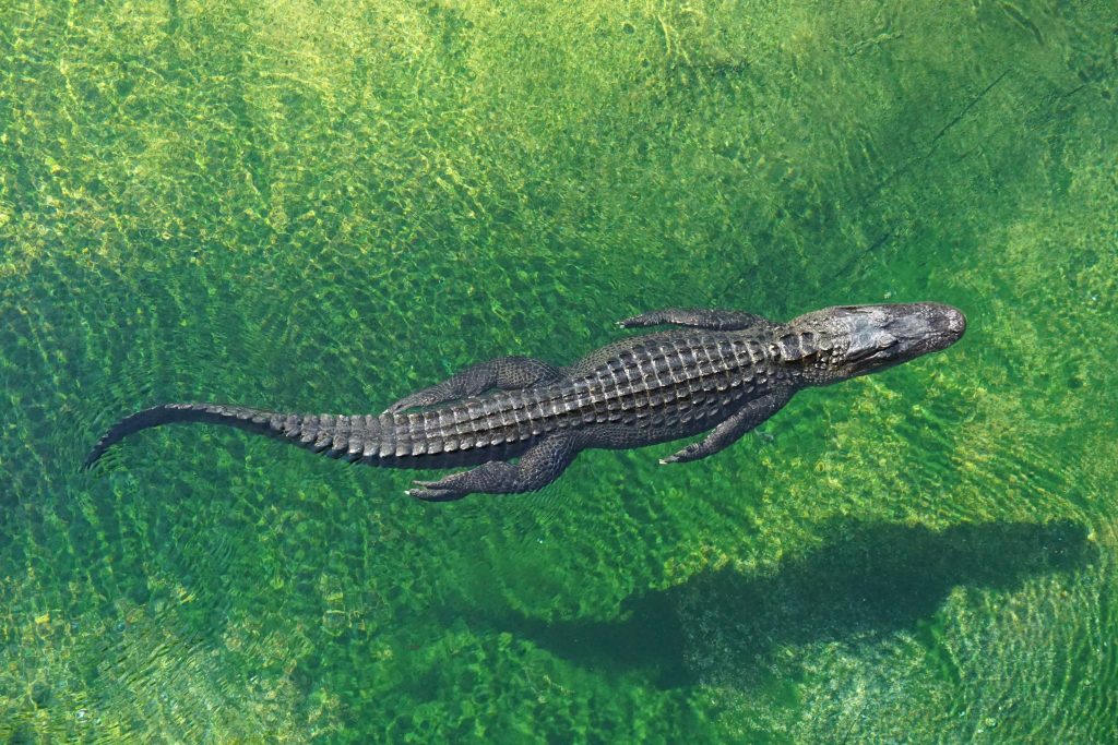 aerial photo of an alligator swimming in clear water